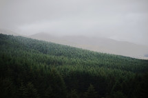 pine forest and fog 