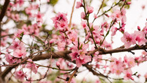 Pink Peach tree flower blossom in the countryside during Spring season