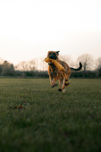 Dog playing with toy, adult German Shepherd dog running in a field