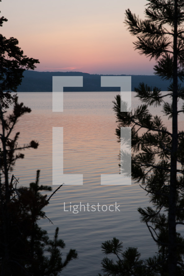 silhouettes of pine trees on a shore at sunset 