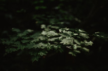 sunlit leaves in dark forest