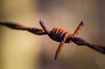 rusty barbed wire 