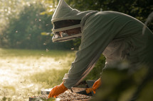 Beekeeper working with honey bees, man made bee hive