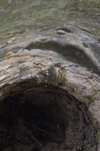 Knot hole in a tree.