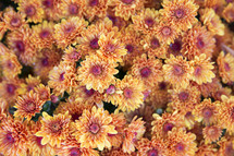 background of yellow mums 