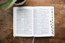 open Bible on a table and aloe plant 
