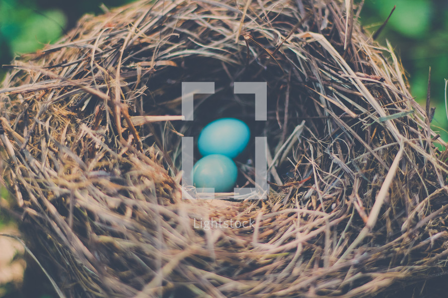 blue robin's eggs in a bird nest 