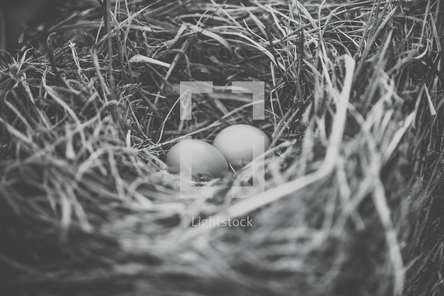 bird eggs in a bird nest 