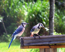 A pair of North American Blue Jay birds sit together at a backyard bird feeder in a tropical green backyard Florida landscape.
