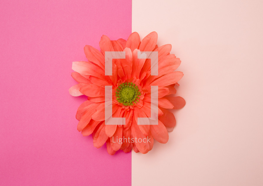 coral flower on a pink background 
