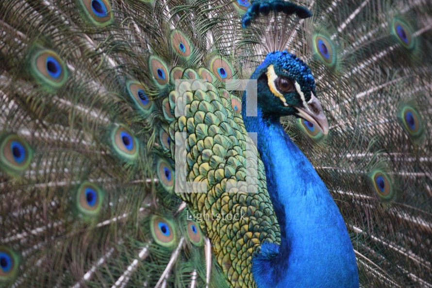 a colorful male peacock 