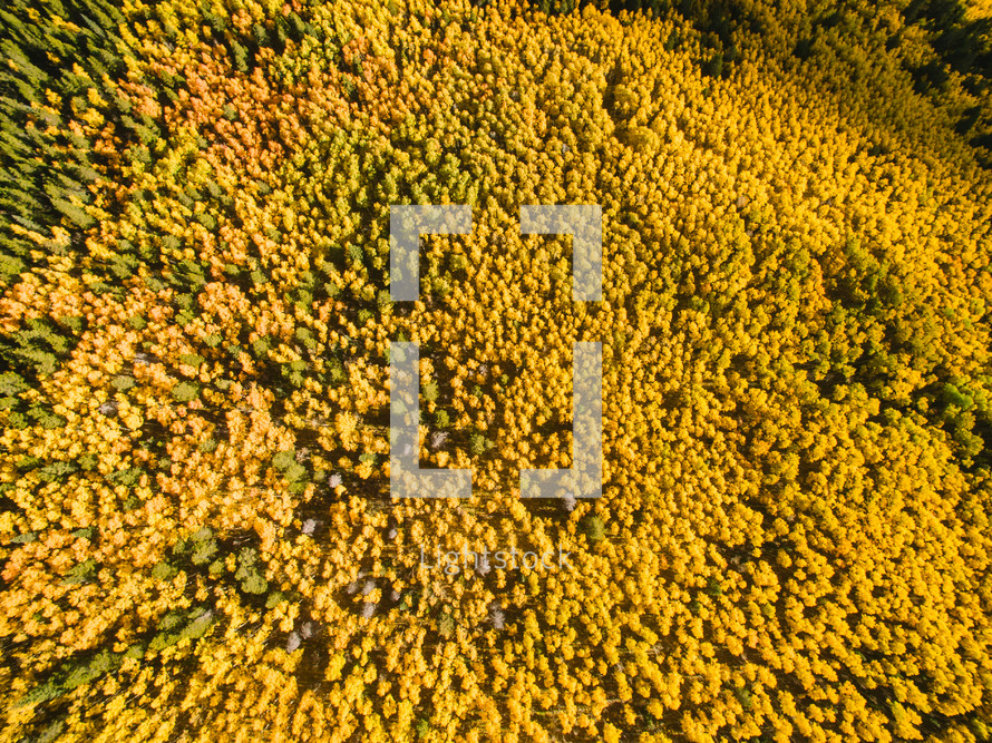 aerial view over a yellow fall forest 