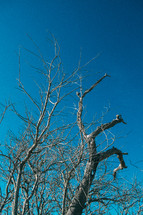 Dead trees against a blue sky.