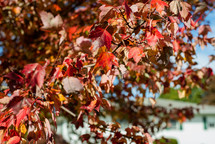 red fall leaves