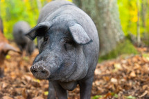 Close up portrait of iberican pig