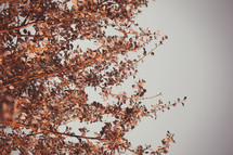 fall leaves on branches 