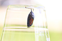 butterfly chrysalis 
