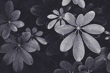 leaves on a bush in black and white 