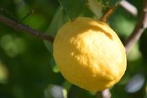 lemon on a tree 