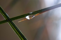 rain drop on a blade of grass