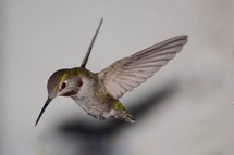 female hummingbird in flight 
