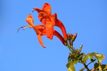 red tropical flower against a blue sky 