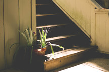 plants at the bottom of a staircase in sunlight 