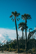 palm tree and a blue sky 