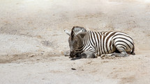 Zebra resting in a dirt field.