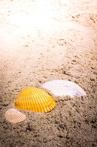 shells in the sand 