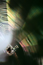 spider web closeup 