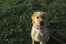 golden retriever puppy in grass 