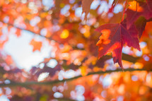 red fall leaves on a tree branch 