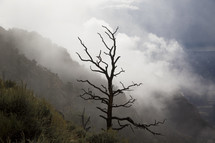 a bare tree on a mountainside 