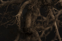 roots of a plant closeup 