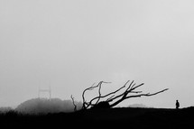 Silhouette of a person walking on a hill near an uprooted tree.