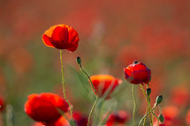red poppy flowers in a field 
