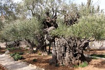 Ancient Olive Tress in the Garden of Gethsemane