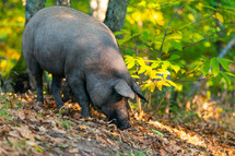 pig looking for truffles 