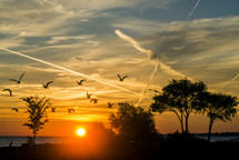 silhouettes of seagulls in flight at sunrise 
