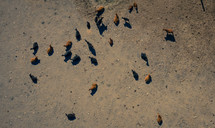 Aerial shot of a group of cattle.