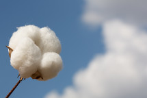 cotton crop 