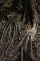 twisted roots on tree in forest