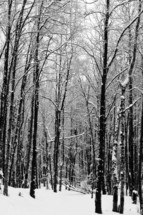 snow covered trees in a forest 