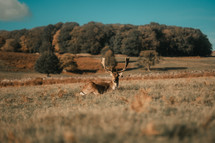 Male deer laying in a meadow, fallow deer majestic wildlife photo
