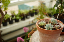 potted succulent plants in a greenhouse 