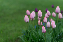 pink and purple tulips 