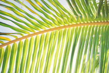 palm leaf in sunlight 
