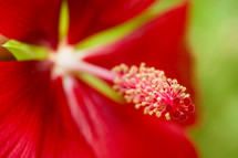 red hibiscus flower 