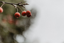 close up of berries on tree